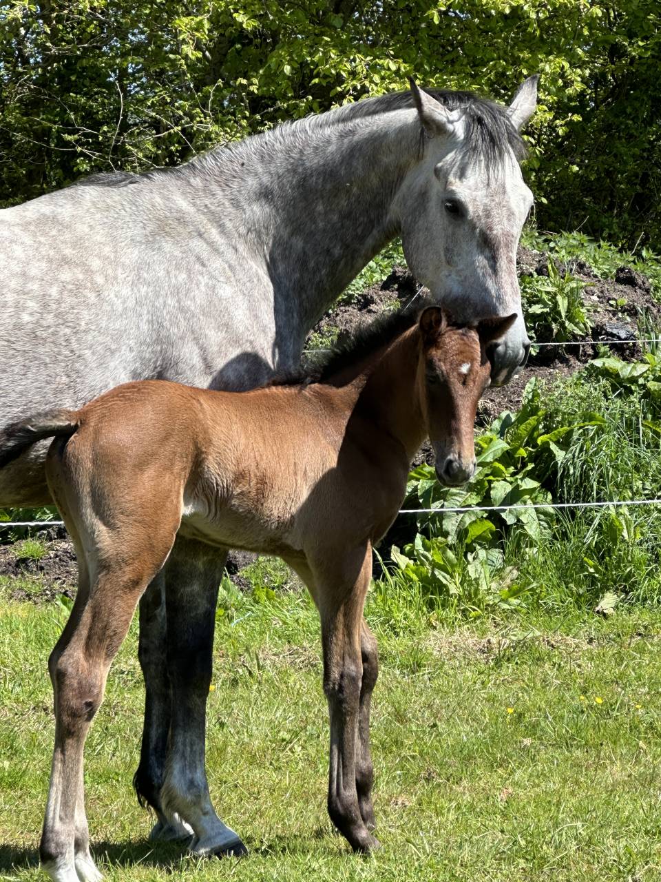 Yegua Silla Francés En venta 2019 Tordo