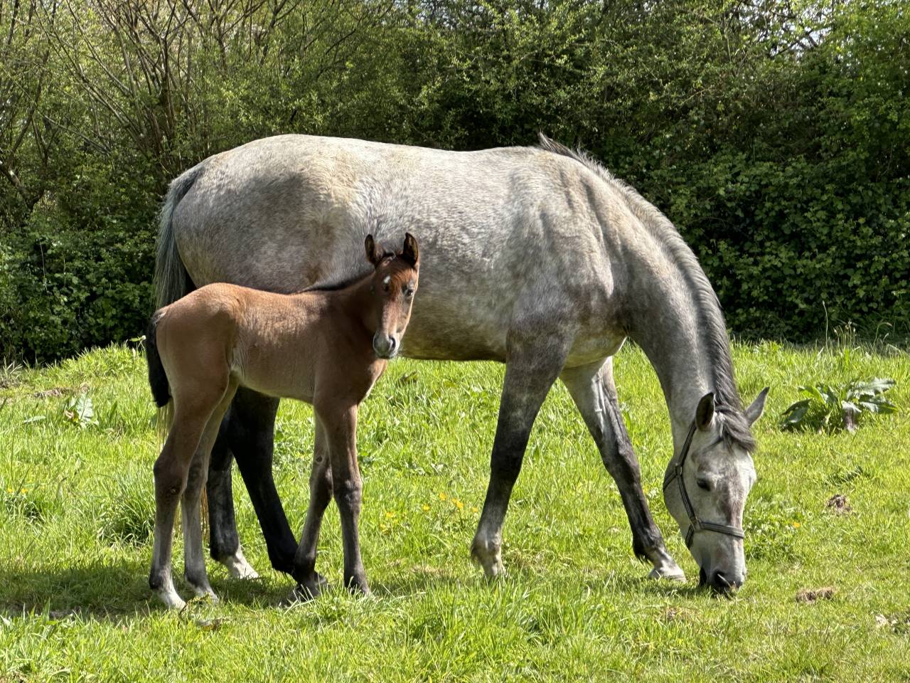 Yegua Silla Francés En venta 2019 Tordo