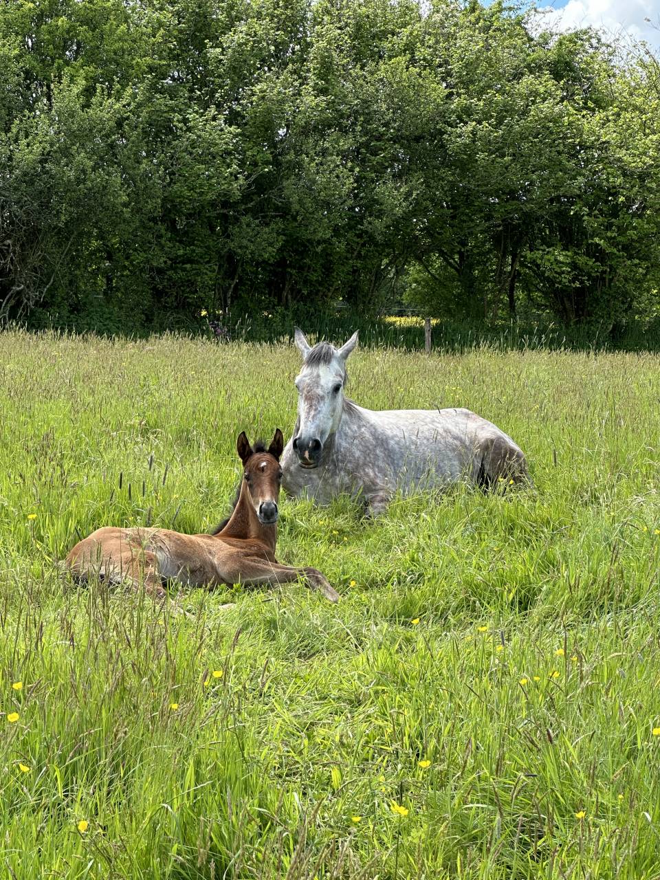 Yegua Silla Francés En venta 2019 Tordo