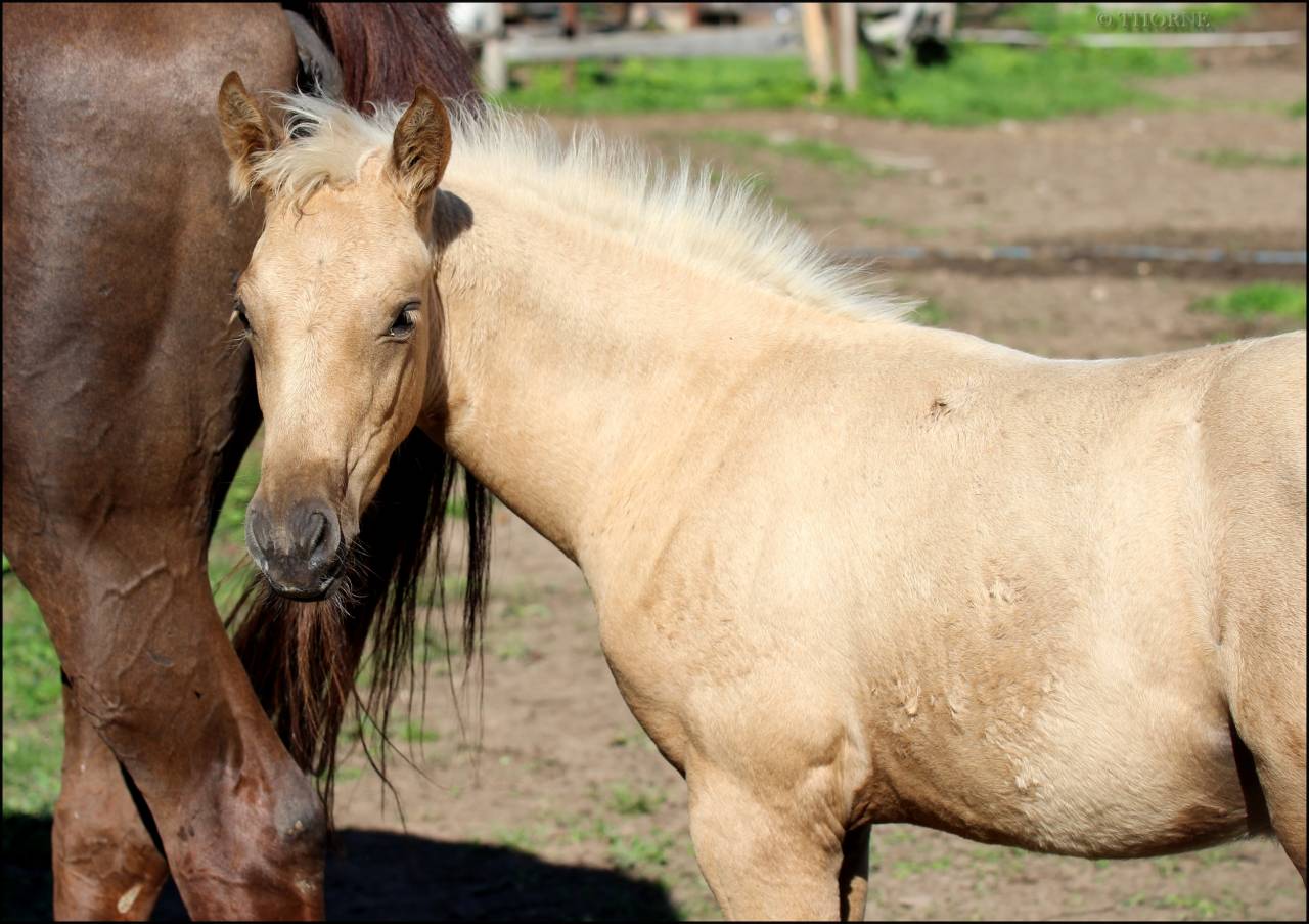 Potranca Silla Francés En venta 2025 Palomino por Cremell aux lays