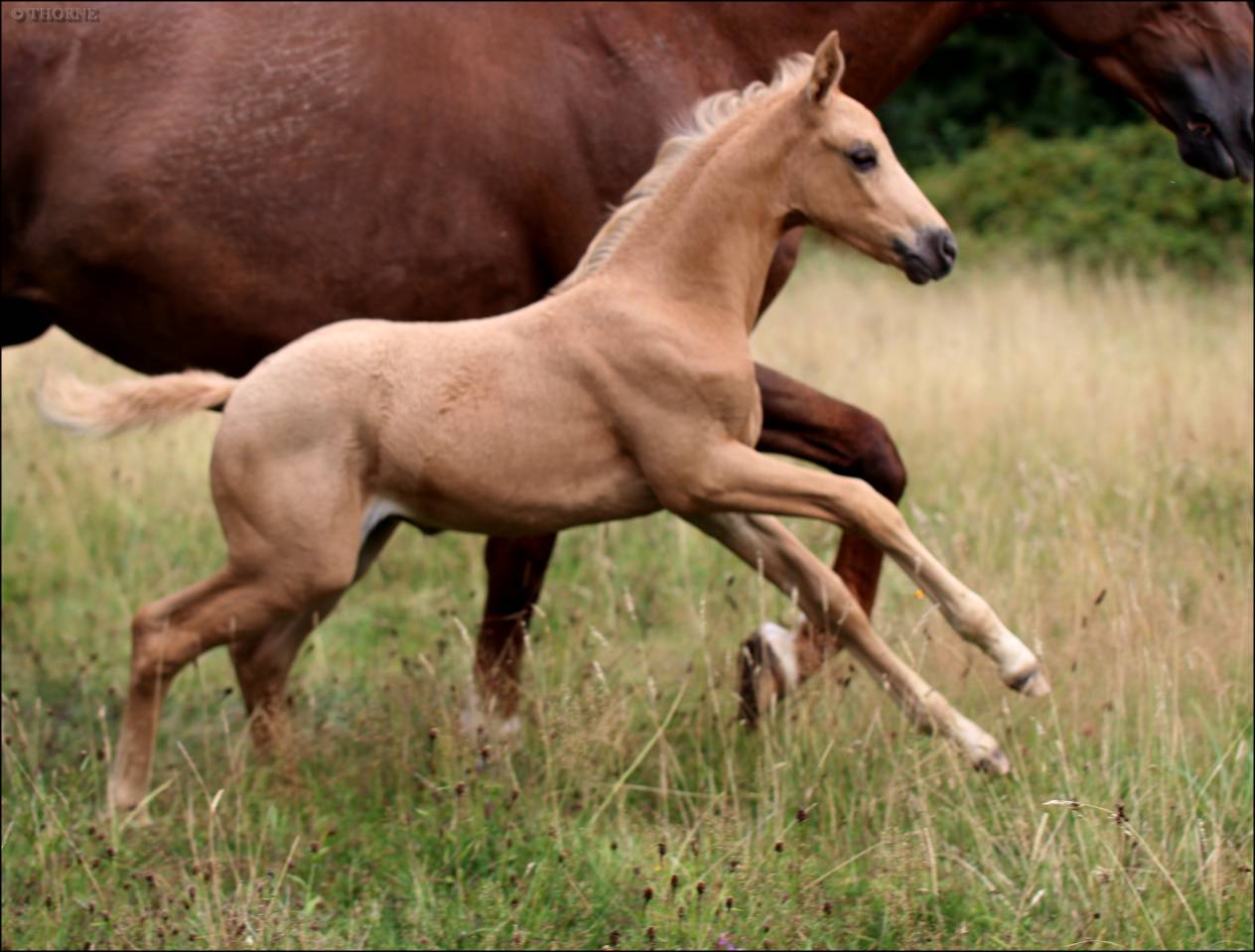 Potranca Silla Francés En venta 2025 Palomino por Cremell aux lays