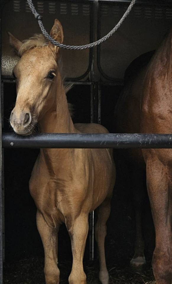 Potranca Silla Francés En venta 2025 Palomino por Cremell aux lays