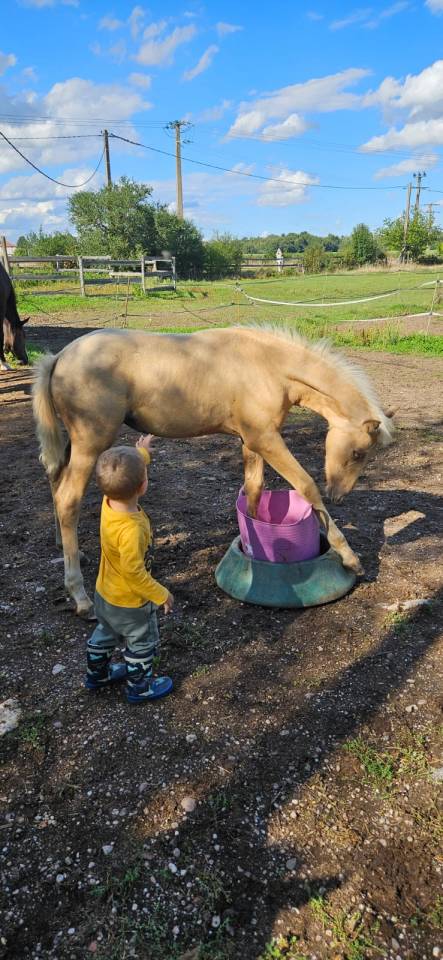 Potranca Silla Francés En venta 2025 Palomino por Cremell aux lays