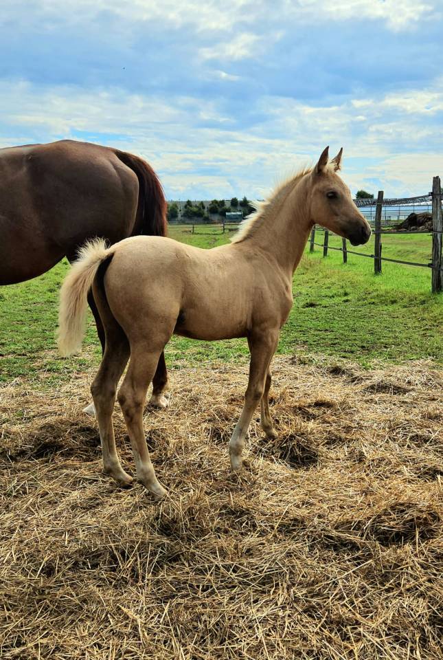 Potranca Silla Francés En venta 2025 Palomino por Cremell aux lays