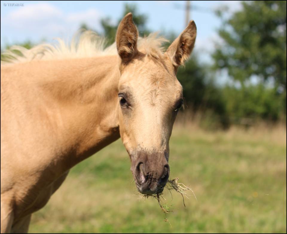 Potranca Silla Francés En venta 2025 Palomino por Cremell aux lays