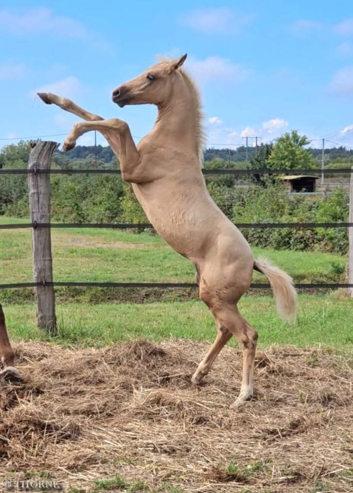 Potranca Silla Francés En venta 2025 Palomino por Cremell aux lays