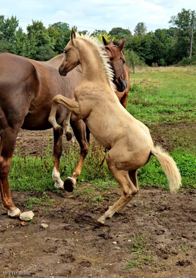 Potranca Silla Francés En venta 2025 Palomino por Cremell aux lays