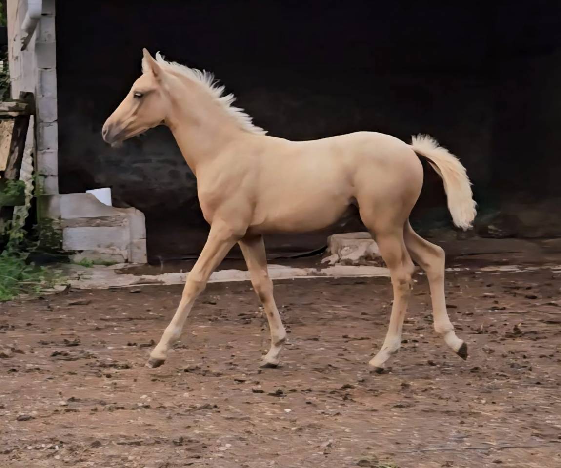 Potranca Silla Francés En venta 2025 Palomino por Cremell aux lays