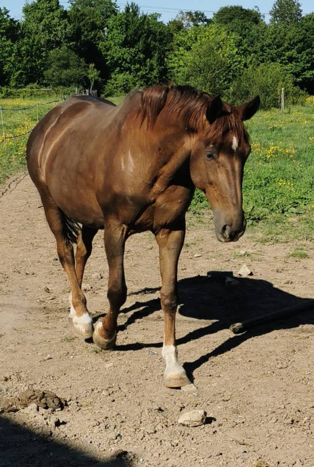 Potranca Silla Francés En venta 2025 Palomino por Cremell aux lays