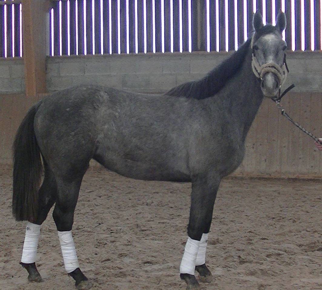 Yegua Silla Francés En venta 2018 Tordo por Donatello du Bailly – SF