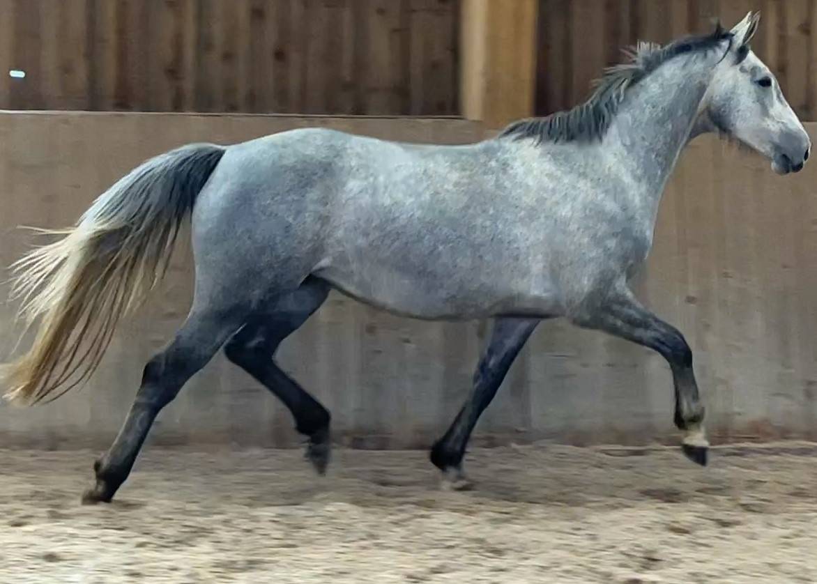 Yegua Silla Francés En venta 2018 Tordo por Donatello du Bailly – SF