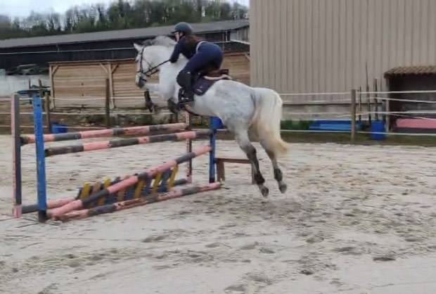 Yegua Silla Francés En venta 2018 Tordo por Donatello du Bailly – SF