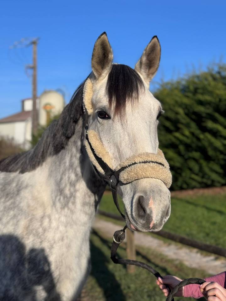 Yegua Silla Francés En venta 2019 Tordo por LAURIER DE HERE