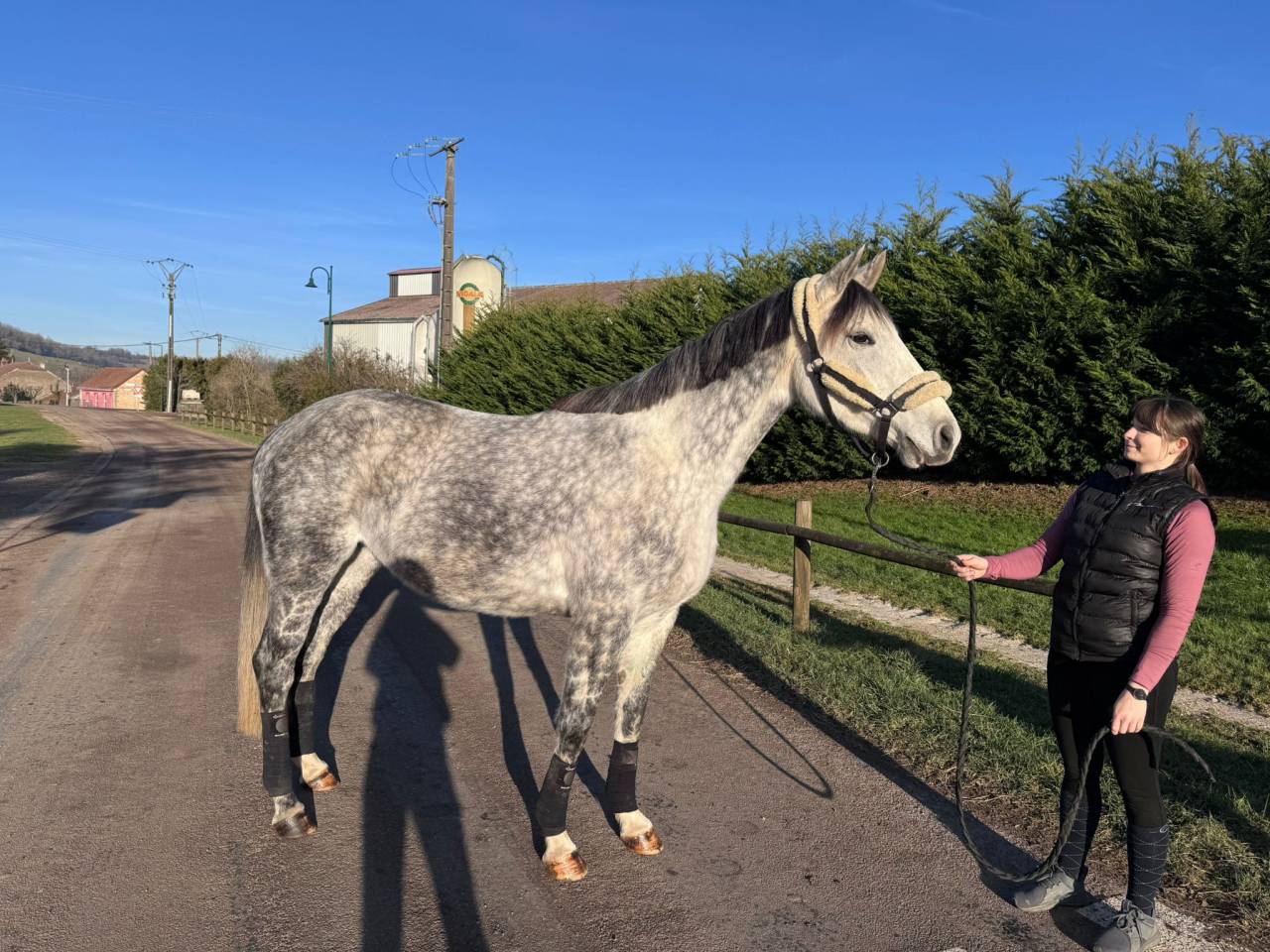 Yegua Silla Francés En venta 2019 Tordo por LAURIER DE HERE