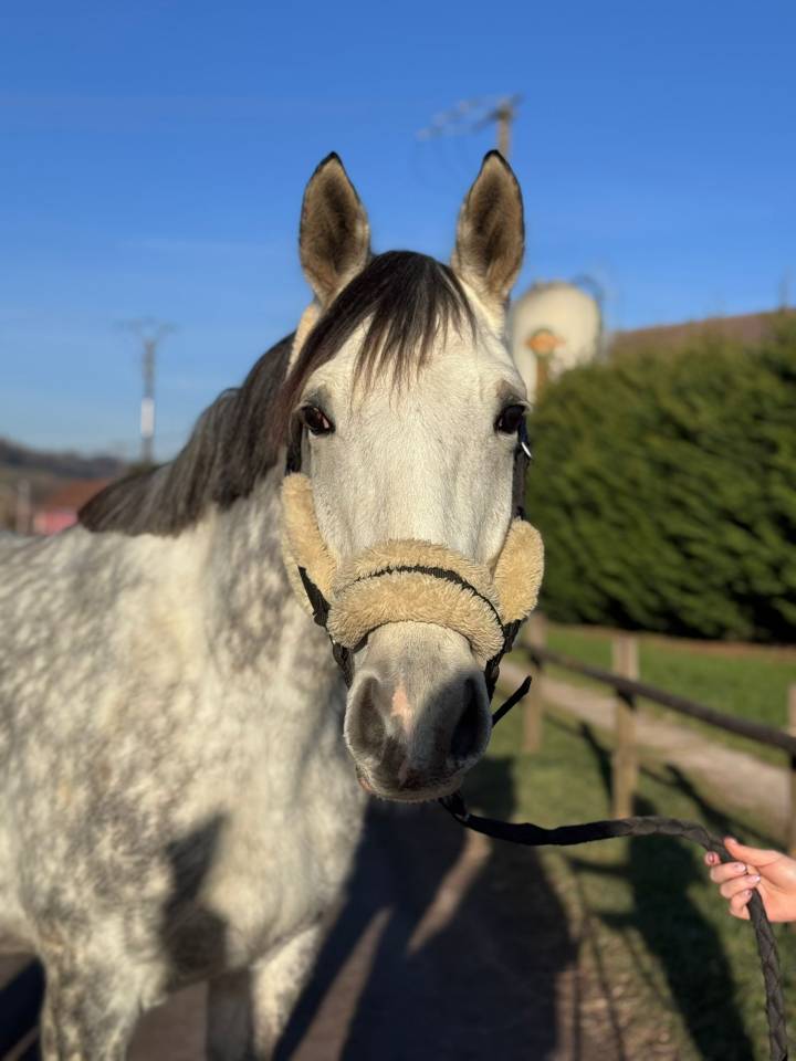 Yegua Silla Francés En venta 2019 Tordo por LAURIER DE HERE