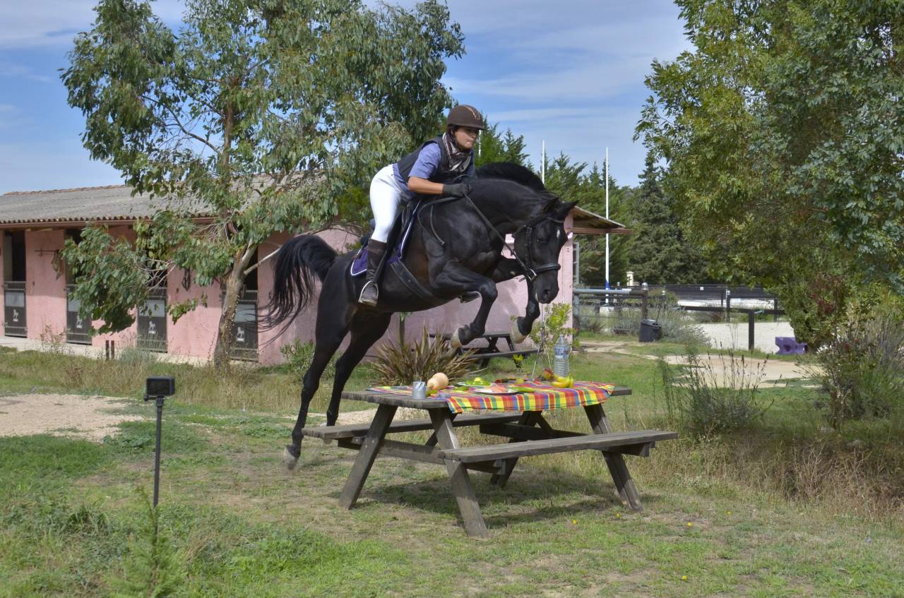 Semental Pura Sangre Arabe En venta 2017 Negro por Ka Noon Rej