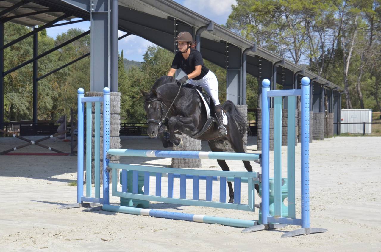 Semental Pura Sangre Arabe En venta 2017 Negro por Ka Noon Rej