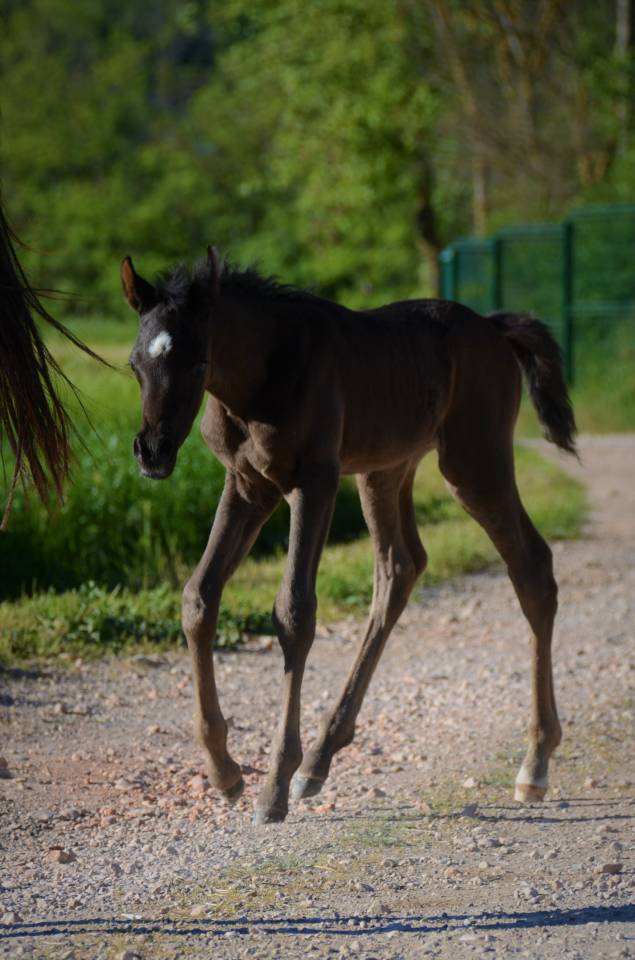 Semental Pura Sangre Arabe En venta 2017 Negro por Ka Noon Rej