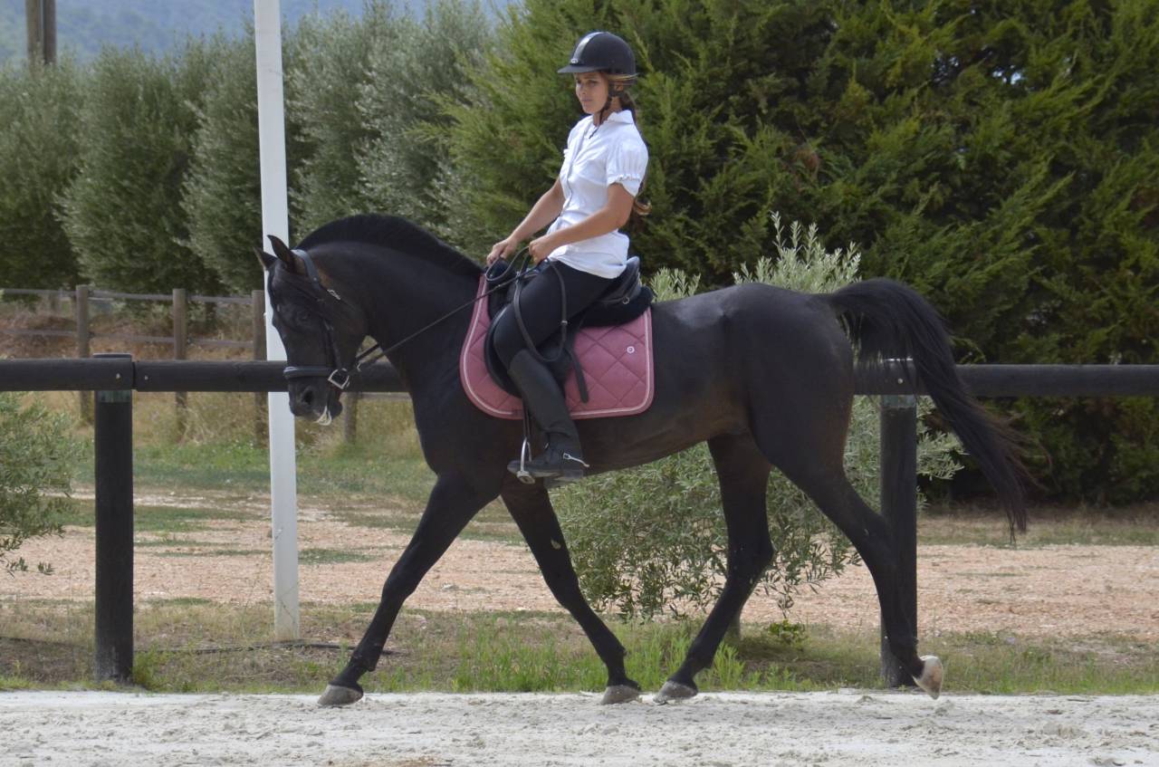 Semental Pura Sangre Arabe En venta 2017 Negro por Ka Noon Rej