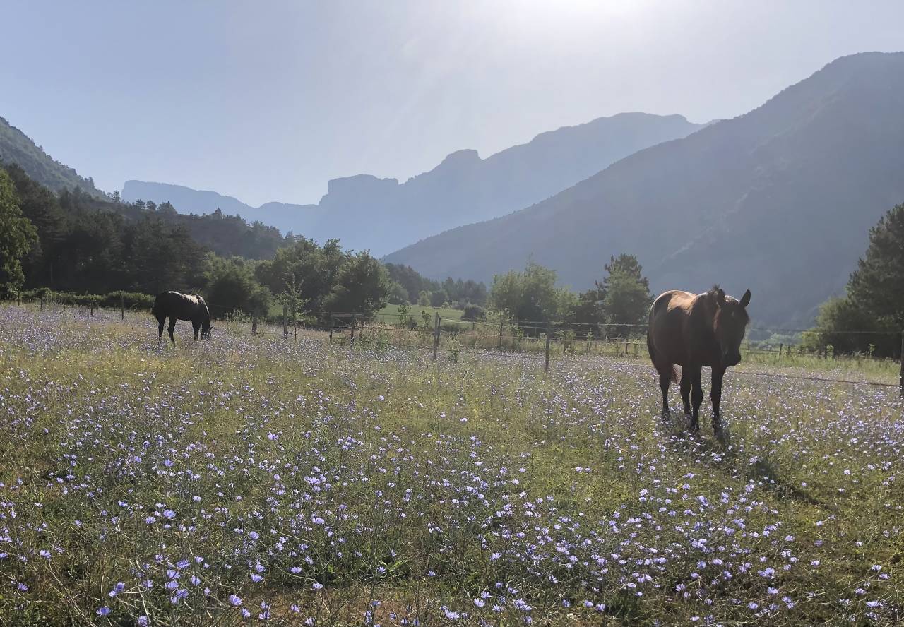 Caballo castrado Origine Constatée En venta 2023 Bayo moreno por Eole des Sautes
