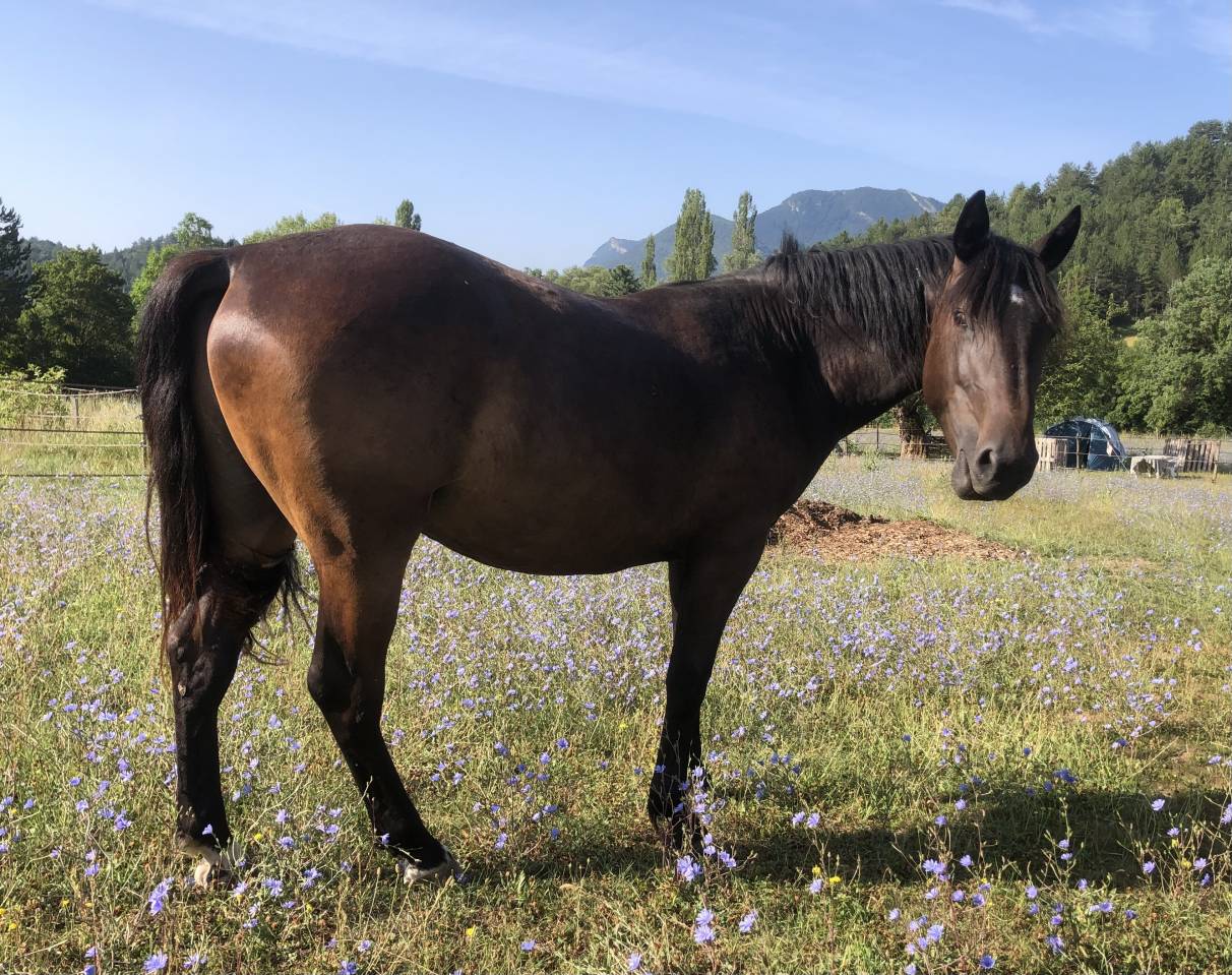 Caballo castrado Origine Constatée En venta 2023 Bayo moreno por Eole des Sautes