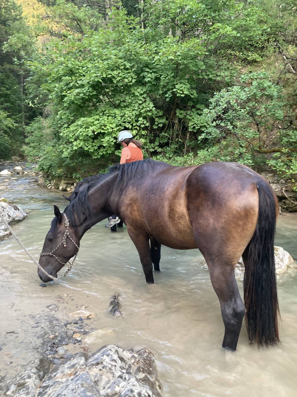 Caballo castrado Origine Constatée En venta 2023 Bayo moreno por Eole des Sautes