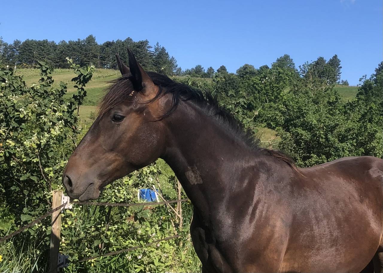Caballo castrado Origine Constatée En venta 2023 Bayo moreno por Eole des Sautes