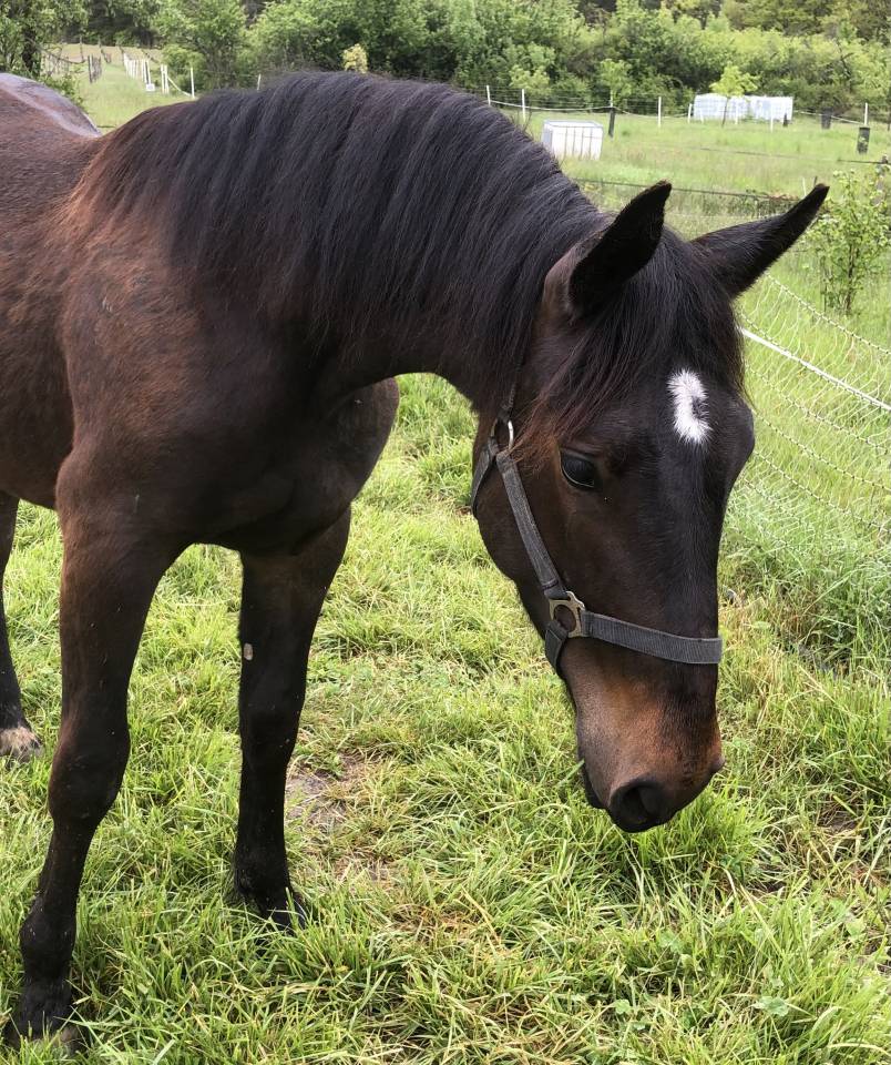 Caballo castrado Origine Constatée En venta 2023 Bayo moreno por Eole des Sautes