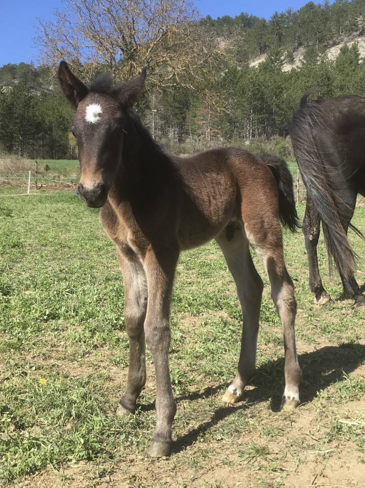Caballo castrado Origine Constatée En venta 2023 Bayo moreno por Eole des Sautes