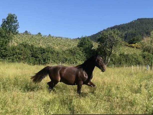 Caballo castrado Origine Constatée En venta 2023 Bayo moreno por Eole des Sautes