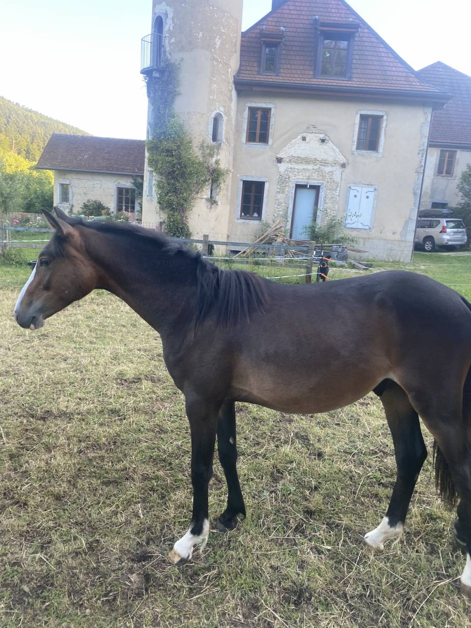 Caballo castrado Welsh Part Bred En venta 2024 Bayo