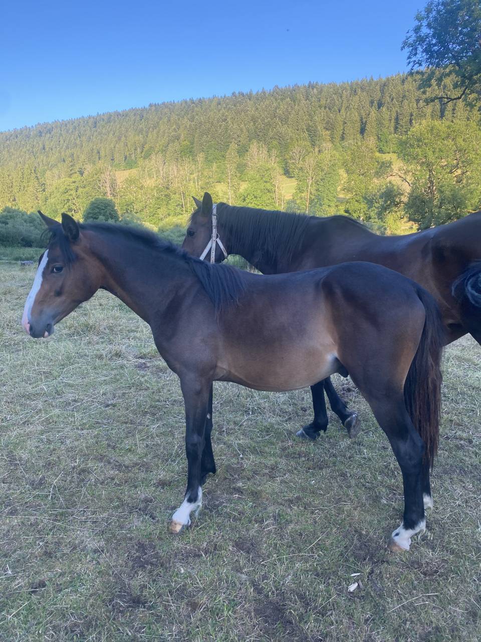 Caballo castrado Welsh Part Bred En venta 2024 Bayo