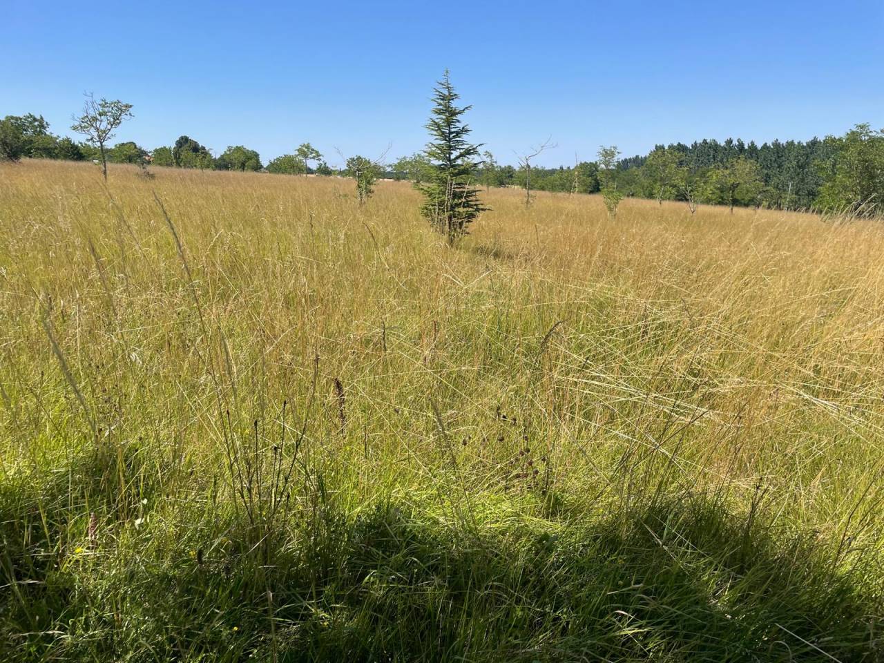 Bonita residencia ecuestre En venta Charente