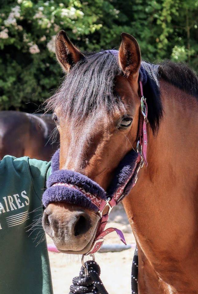 Yegua Origine Constatée En venta 2018 Bayo moreno por Artiste de la Trigale PFS