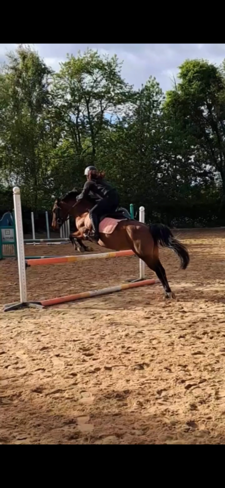 Yegua Origine Constatée En venta 2018 Bayo moreno por Artiste de la Trigale PFS