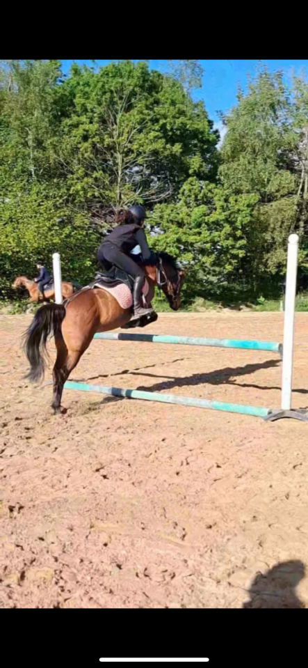 Yegua Origine Constatée En venta 2018 Bayo moreno por Artiste de la Trigale PFS