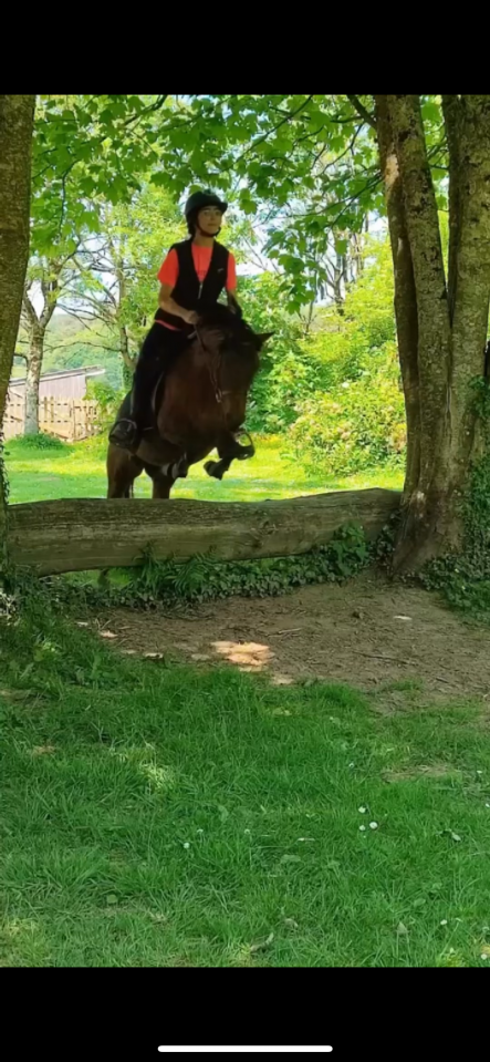 Yegua Origine Constatée En venta 2018 Bayo moreno por Artiste de la Trigale PFS