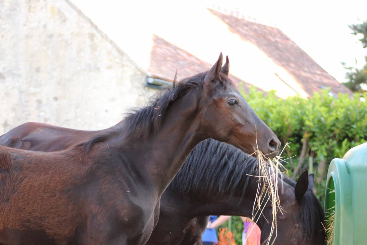 Potro sBs Caballo de Deporte Belga En venta 2025 Negro por Denver U.S