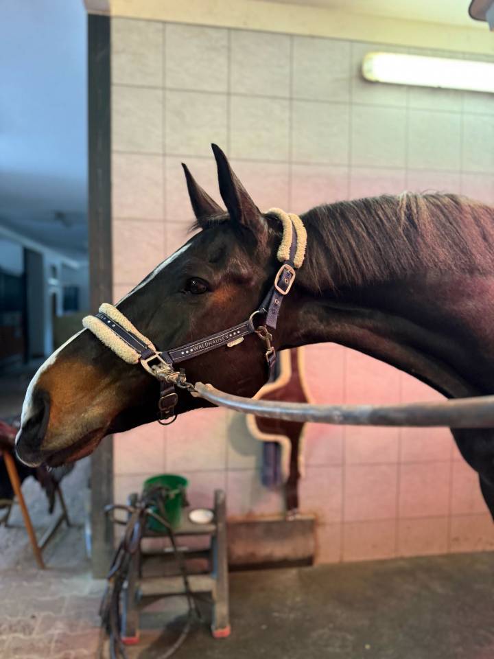 Caballo castrado Holsteiner En venta 2013 Negro por diarado