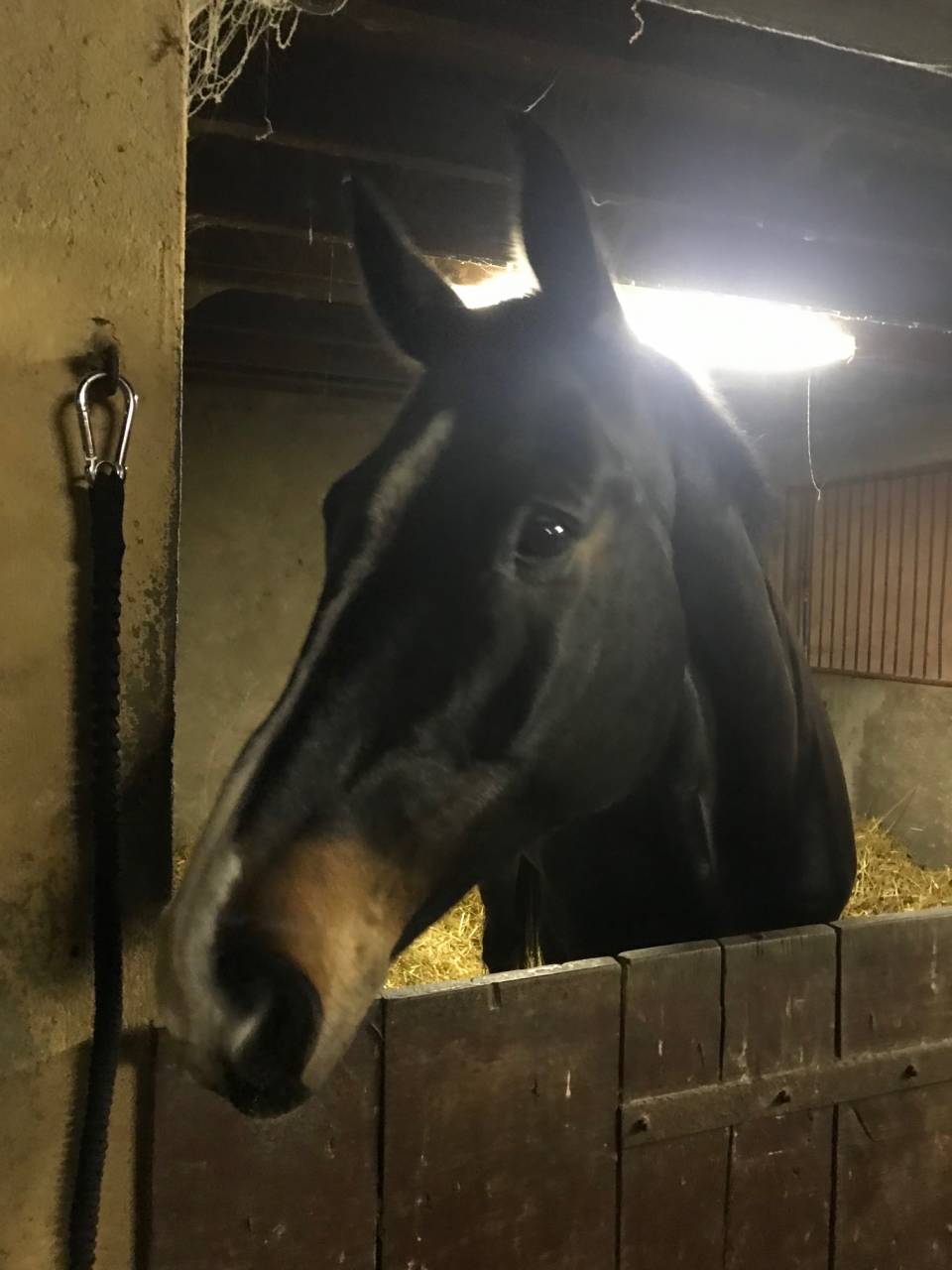 Caballo castrado Holsteiner En venta 2013 Negro por diarado