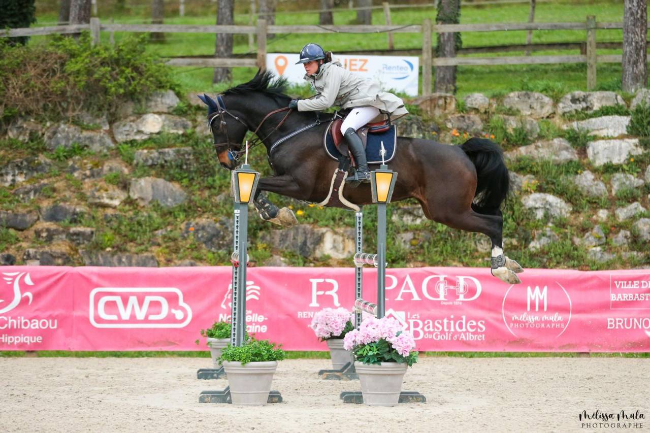 Caballo castrado Holsteiner En venta 2013 Negro por diarado