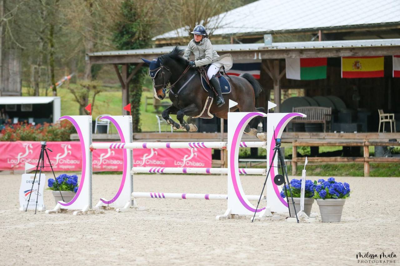 Caballo castrado Holsteiner En venta 2013 Negro por diarado