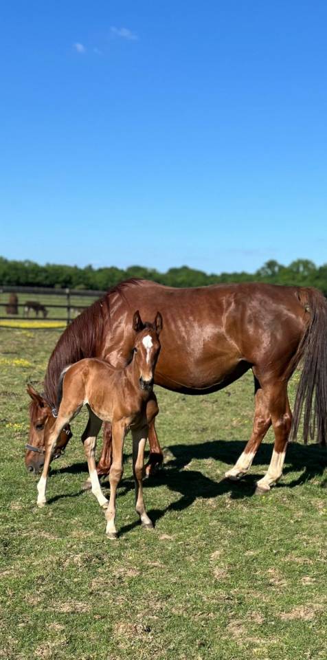 Yegua Zangersheide En venta 2019 Alazán tostado por El Barone