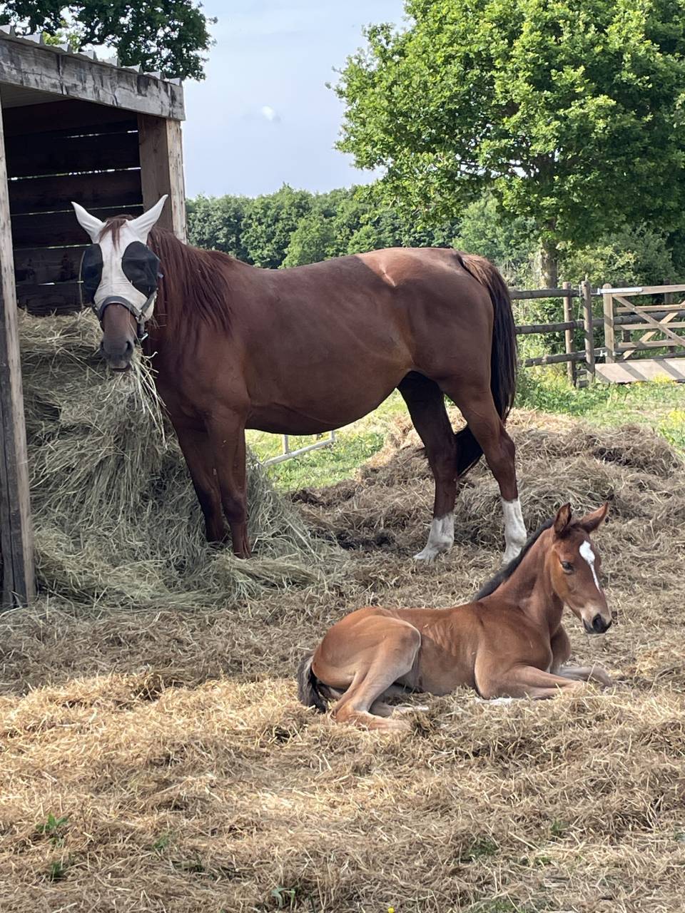 Yegua Zangersheide En venta 2019 Alazán tostado por El Barone
