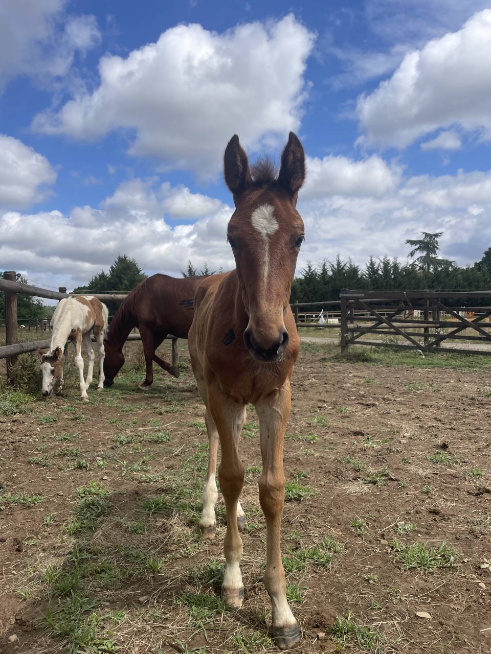 Yegua Zangersheide En venta 2019 Alazán tostado por El Barone