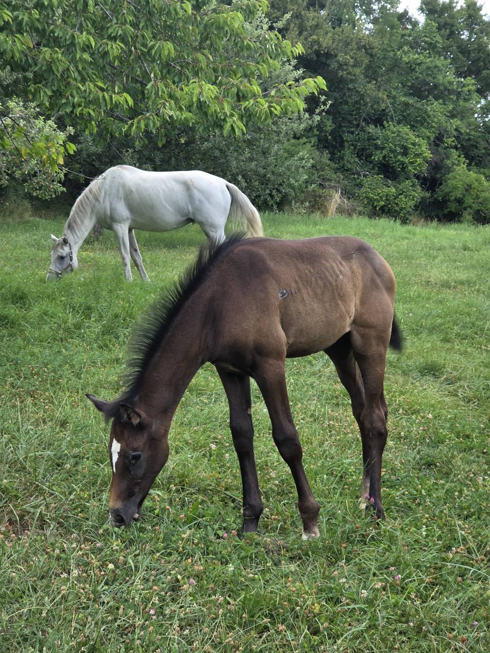 Potranca Silla Francés En venta 2025 Bayo moreno por Casallco Z