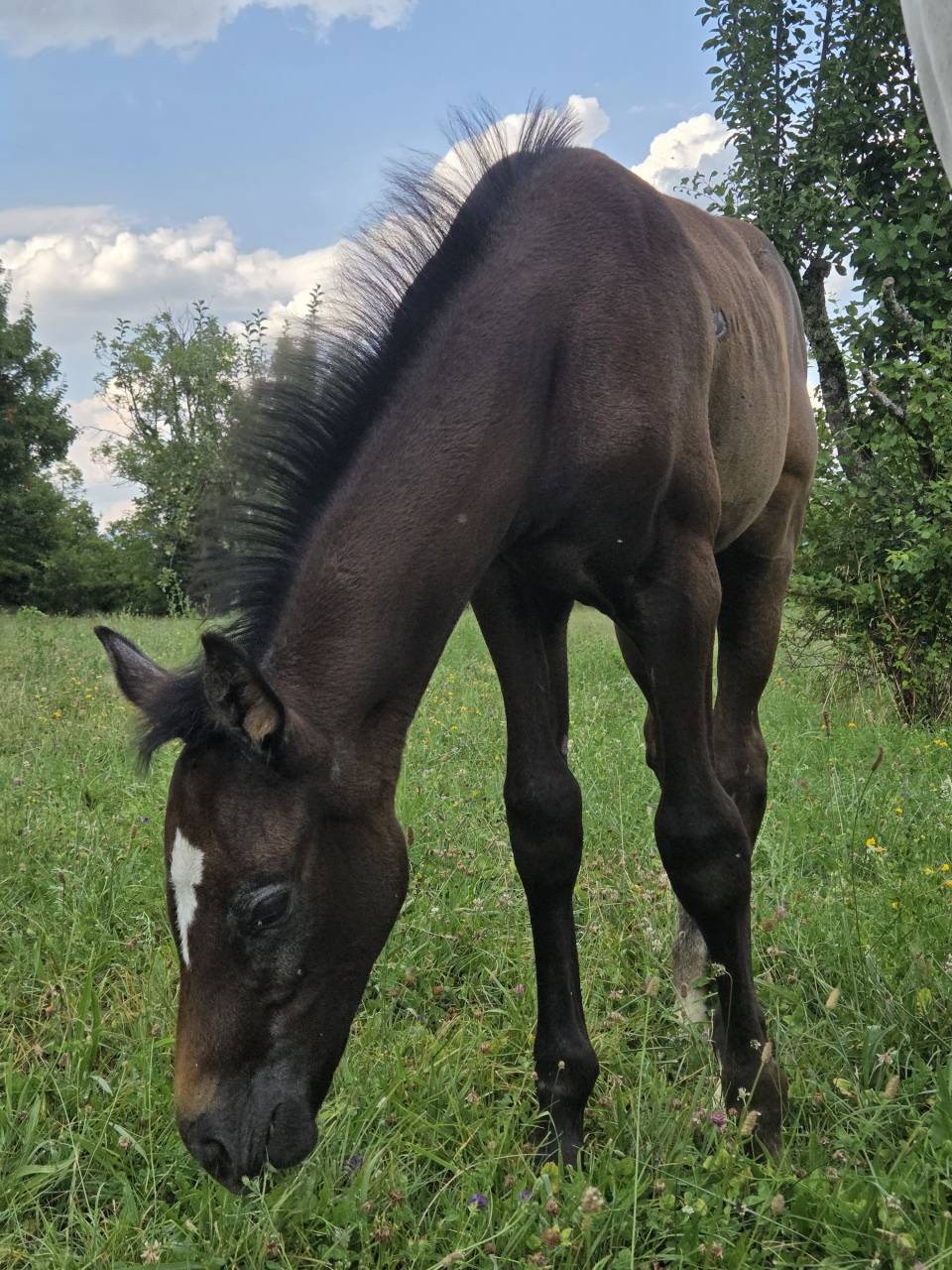 Potranca Silla Francés En venta 2025 Bayo moreno por Casallco Z