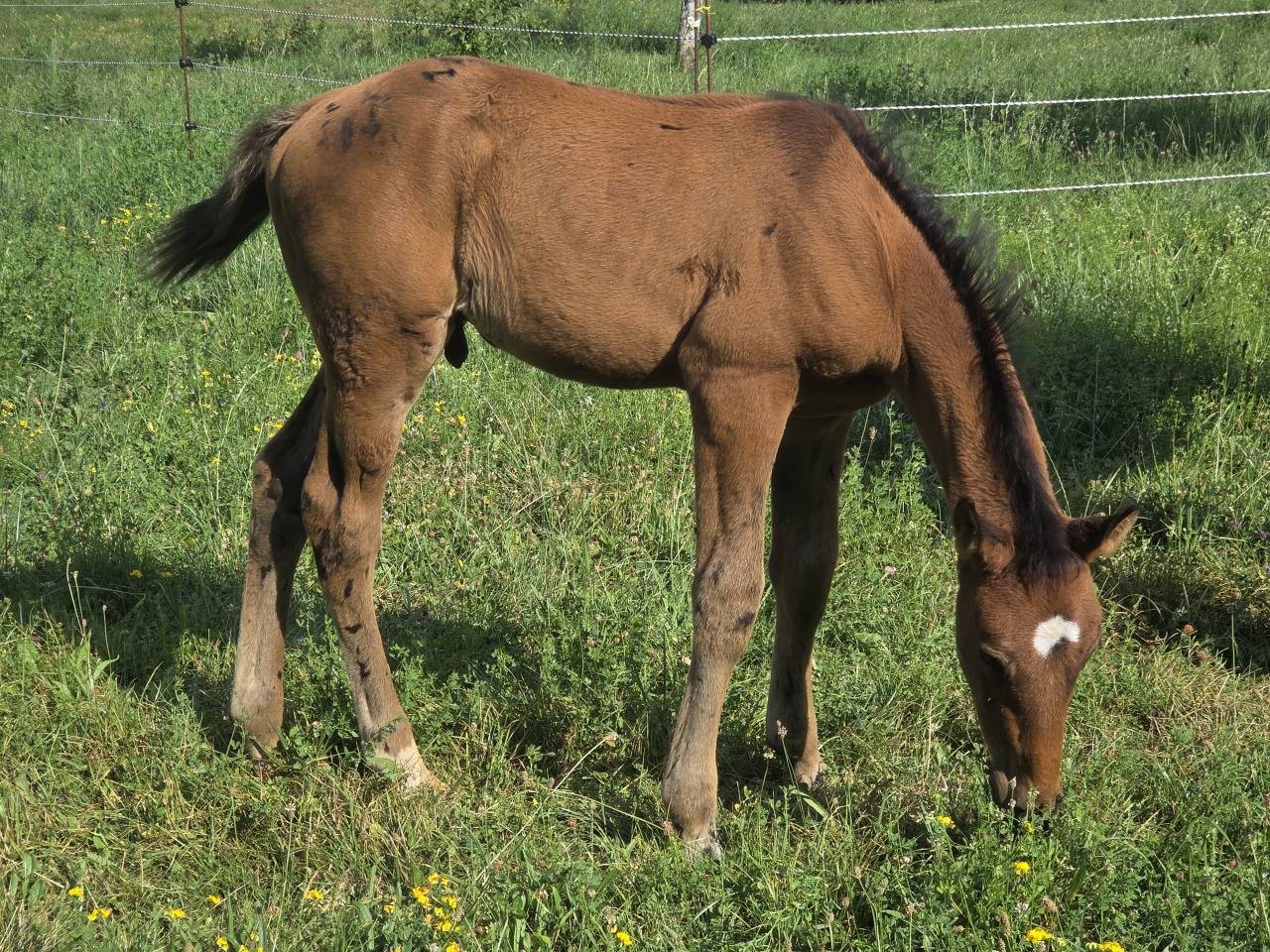 Potranca Silla Francés En venta 2025 Bayo moreno por Casallco Z