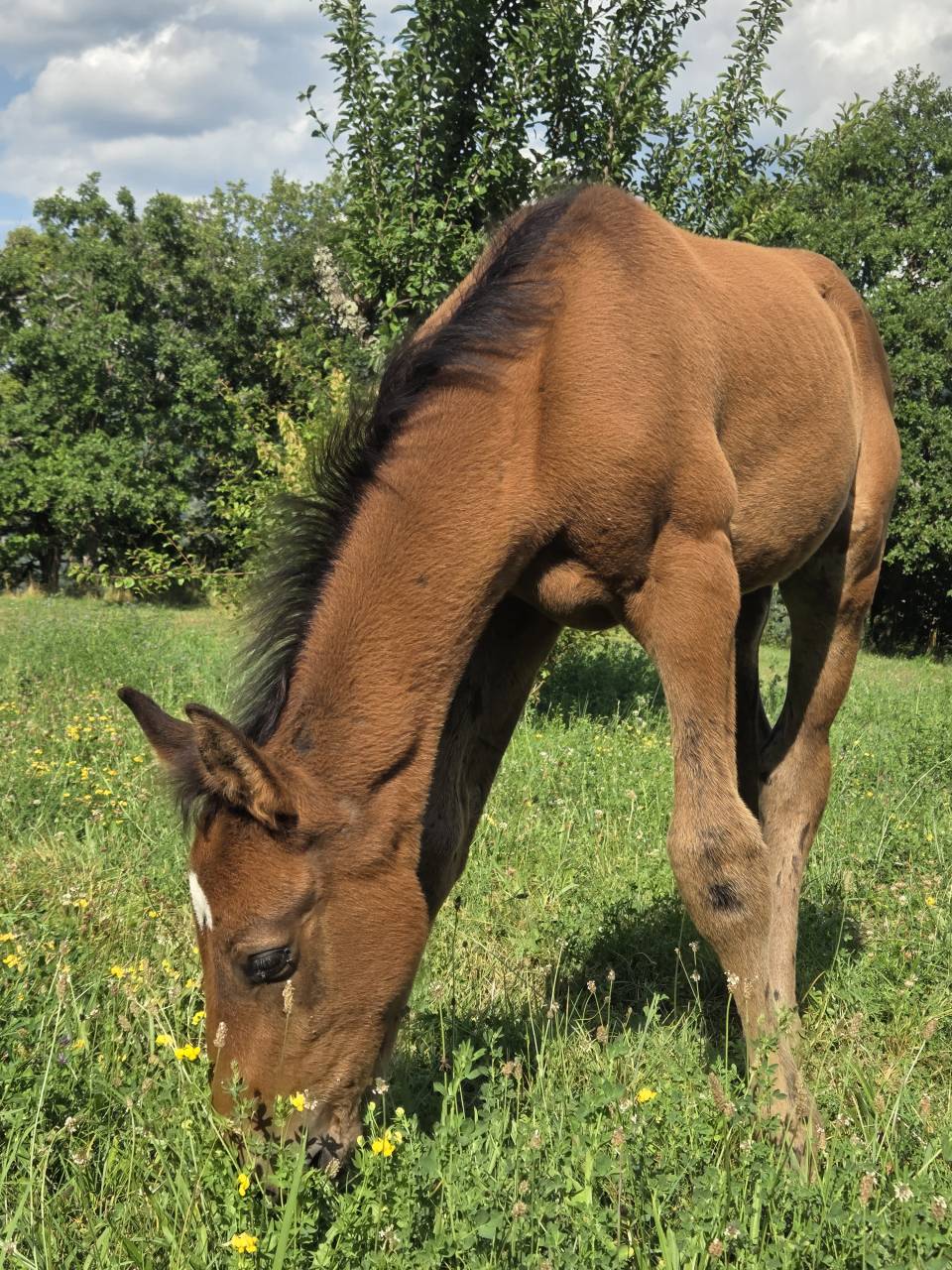 Potranca Silla Francés En venta 2025 Bayo moreno por Casallco Z