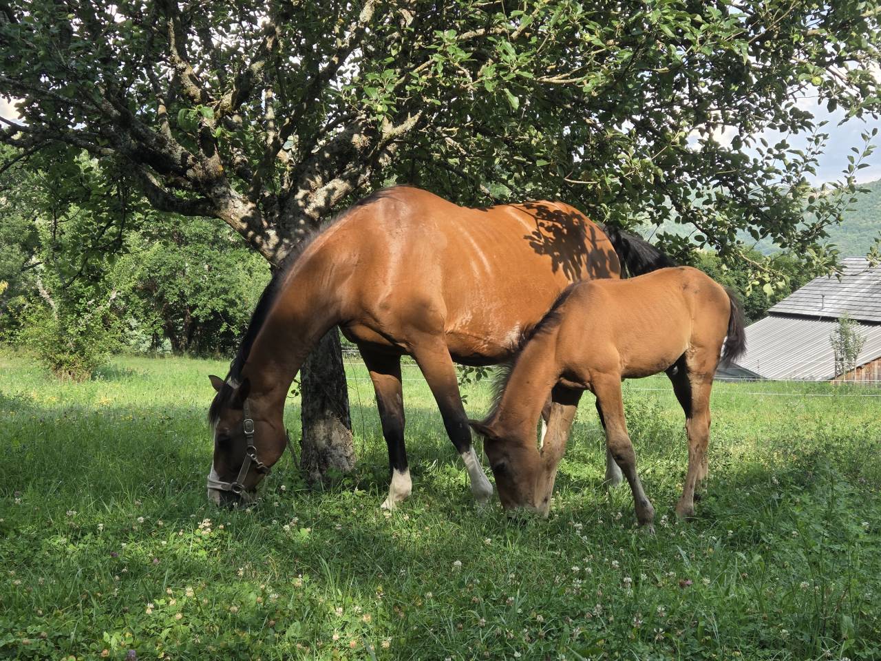 Potranca Silla Francés En venta 2025 Bayo moreno por Casallco Z